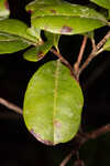 Chapman's rhododendron